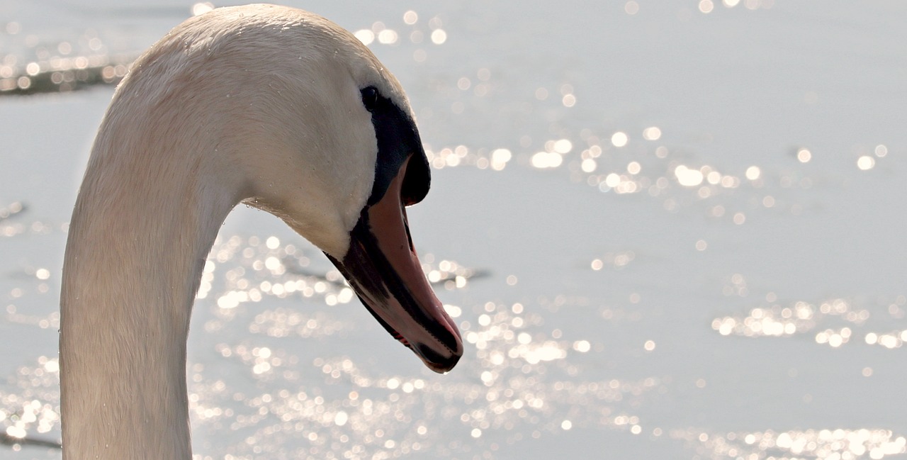 Количество зимующих на Алтае лебедей впервые превысило 2 тысячи особей