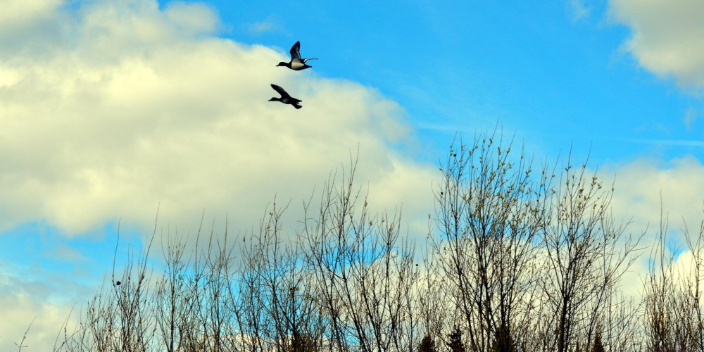 DSC_3212_2420x1210