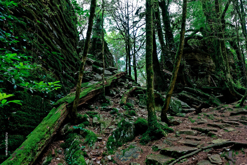Dry canyon in caucasus mountains with unique millennial plants looking like fairy woodland. Sochi, Russia.