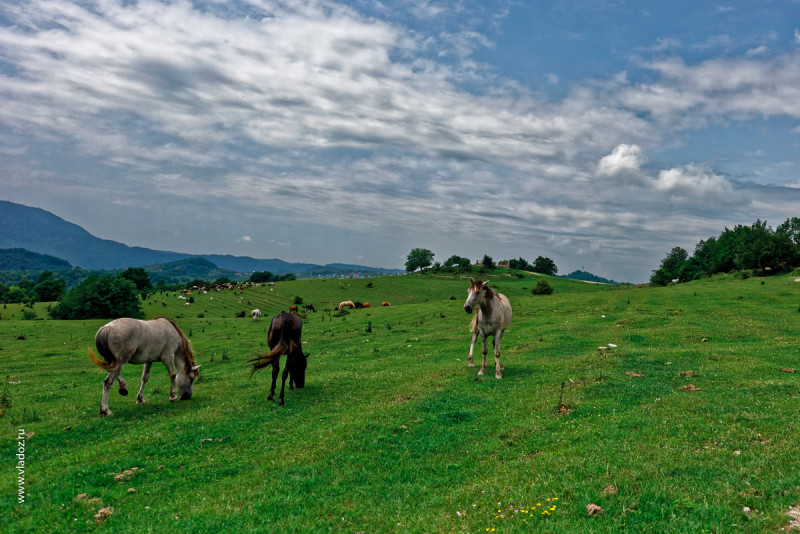 The road up the hillside near the Psaho river, Sochi, Russia. Mountain pastures with grazing horses.