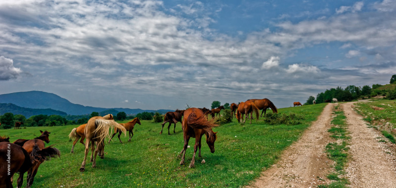 The road up the hillside near the Psaho river, Sochi, Russia. Mountain pastures with grazing horses.