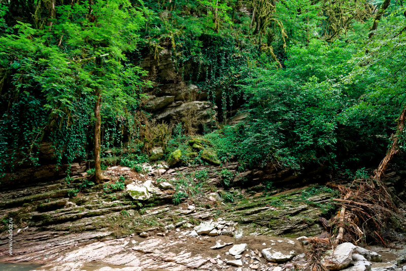 Canyon in caucasus mountains with unique millennial plants looking like fairy woodland. Sochi, Russia.