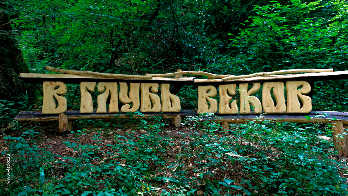 Тисо-самшитовая роща. Сочи. Фотоотчет.