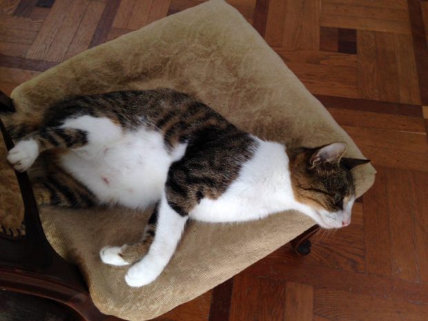 кот