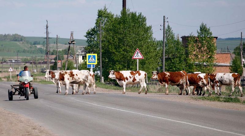 Лето в Сибири (44 фото)