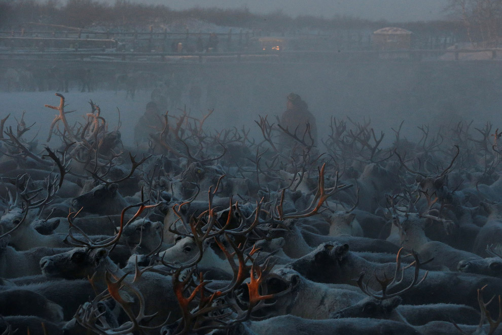 Оленеводы в Заполярье