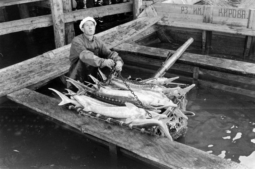 Добыча чёрной икры в Астрахани в 1960-х годах