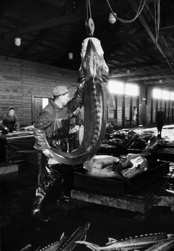 Добыча чёрной икры в Астрахани в 1960-х годах