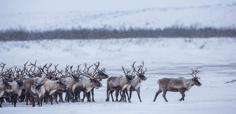 tundra_03-800x389