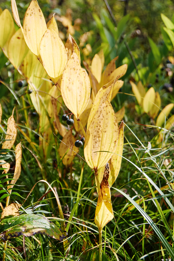 P1190526 copy.jpg