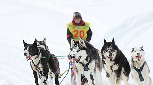 Участник гонки на собачьих упряжках Берингия-2015 на Камчатке Участник гонки на собачьих упряжках Берингия-2015 на Камчатке
