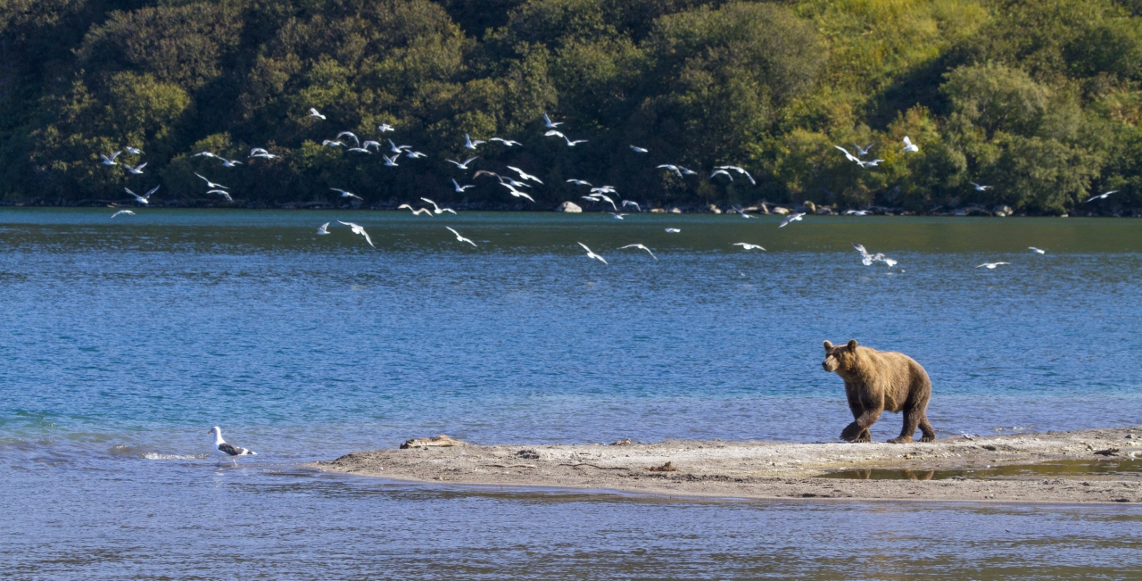 fishing bear
