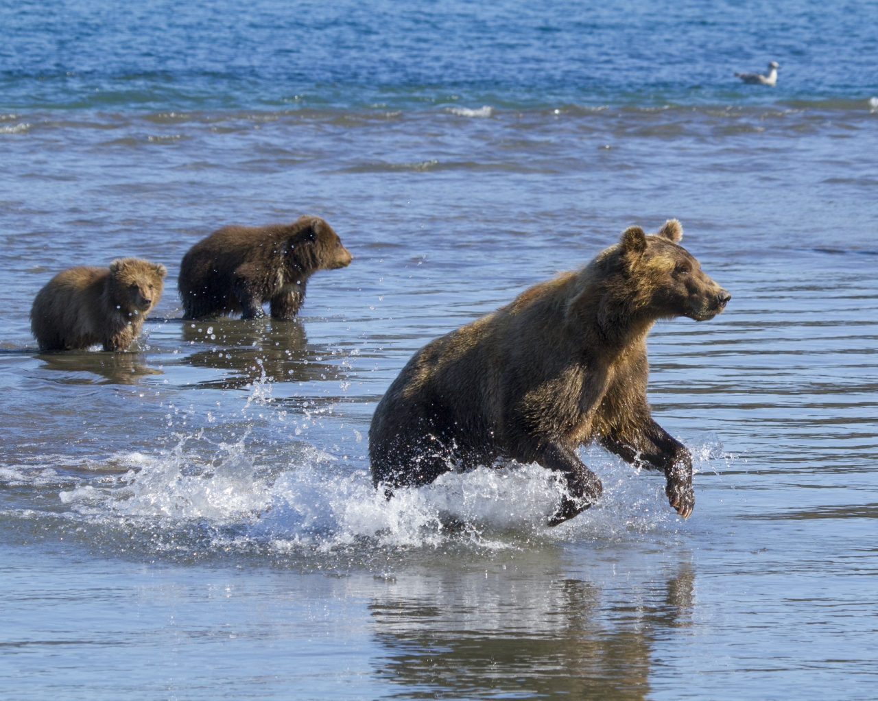 mother bear and two cubs