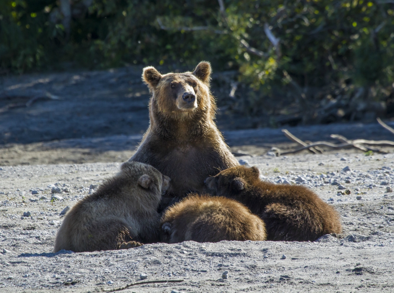 mother bear and three cubs