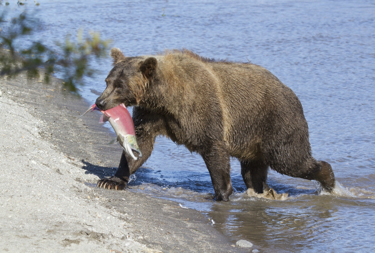 fishing bear