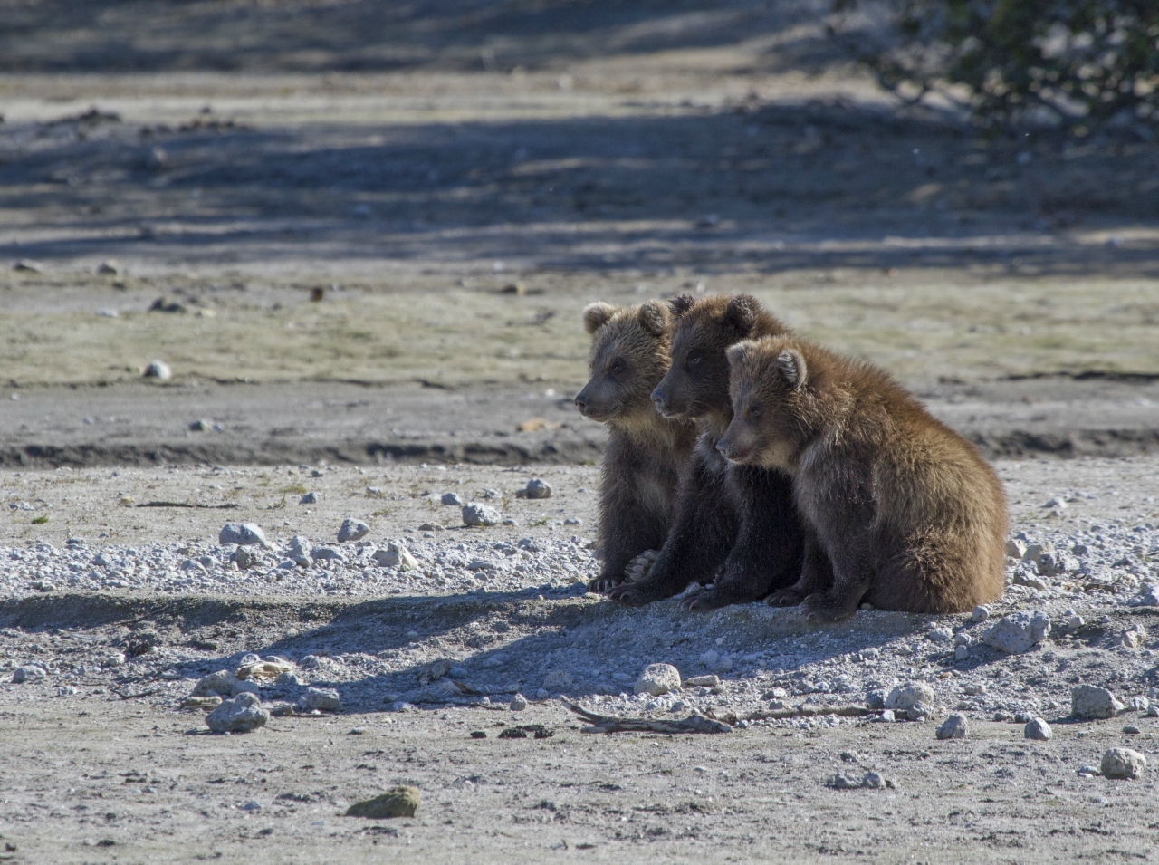 three bear cubs