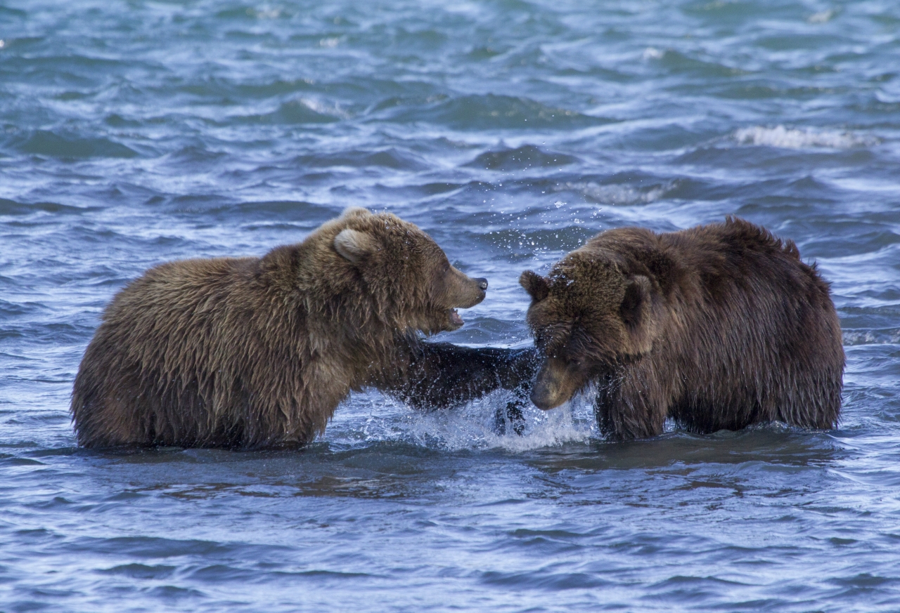 fighting bears