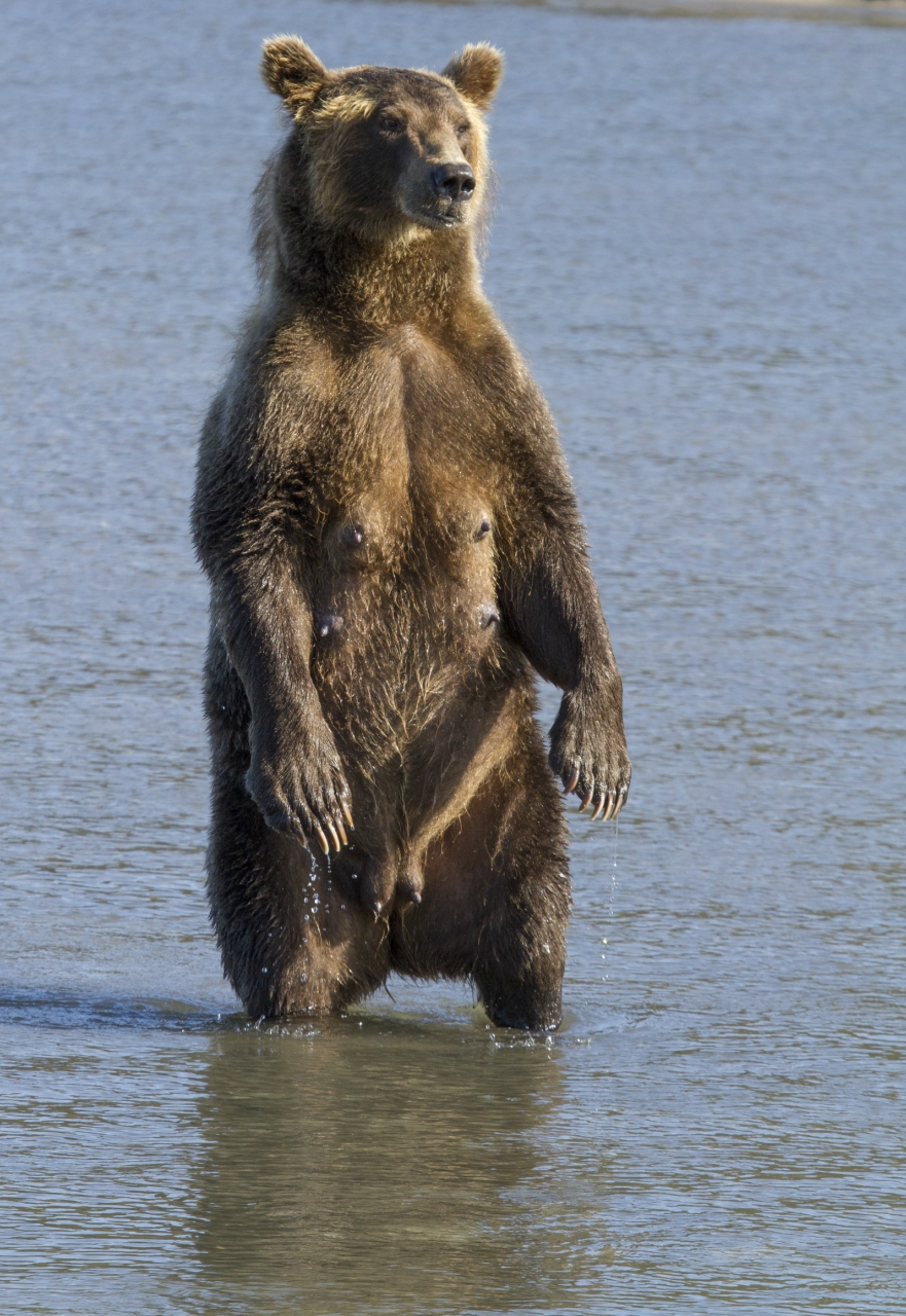 standing bear