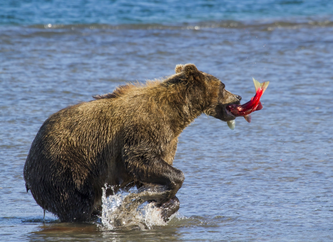 fishing bear