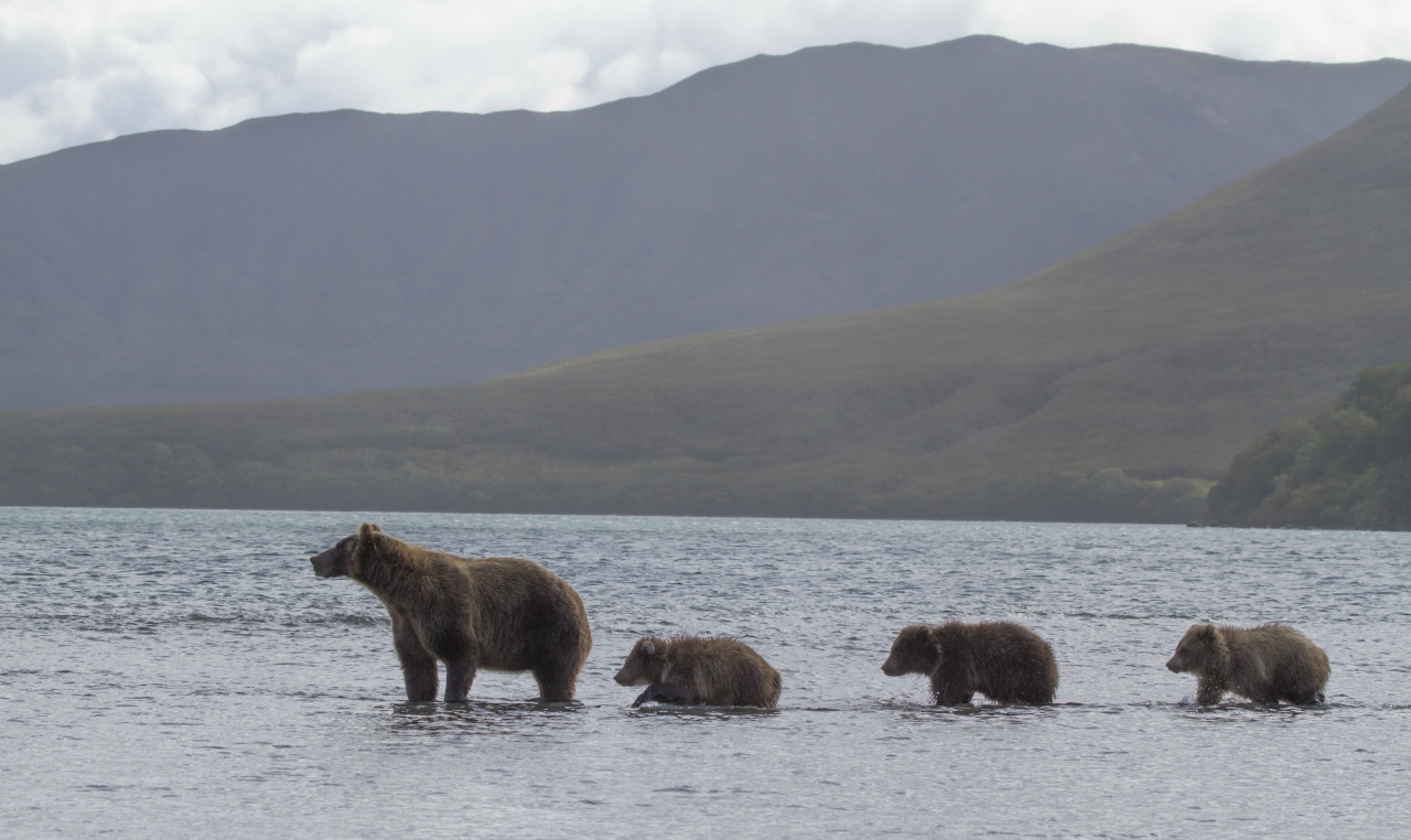 fishing bear