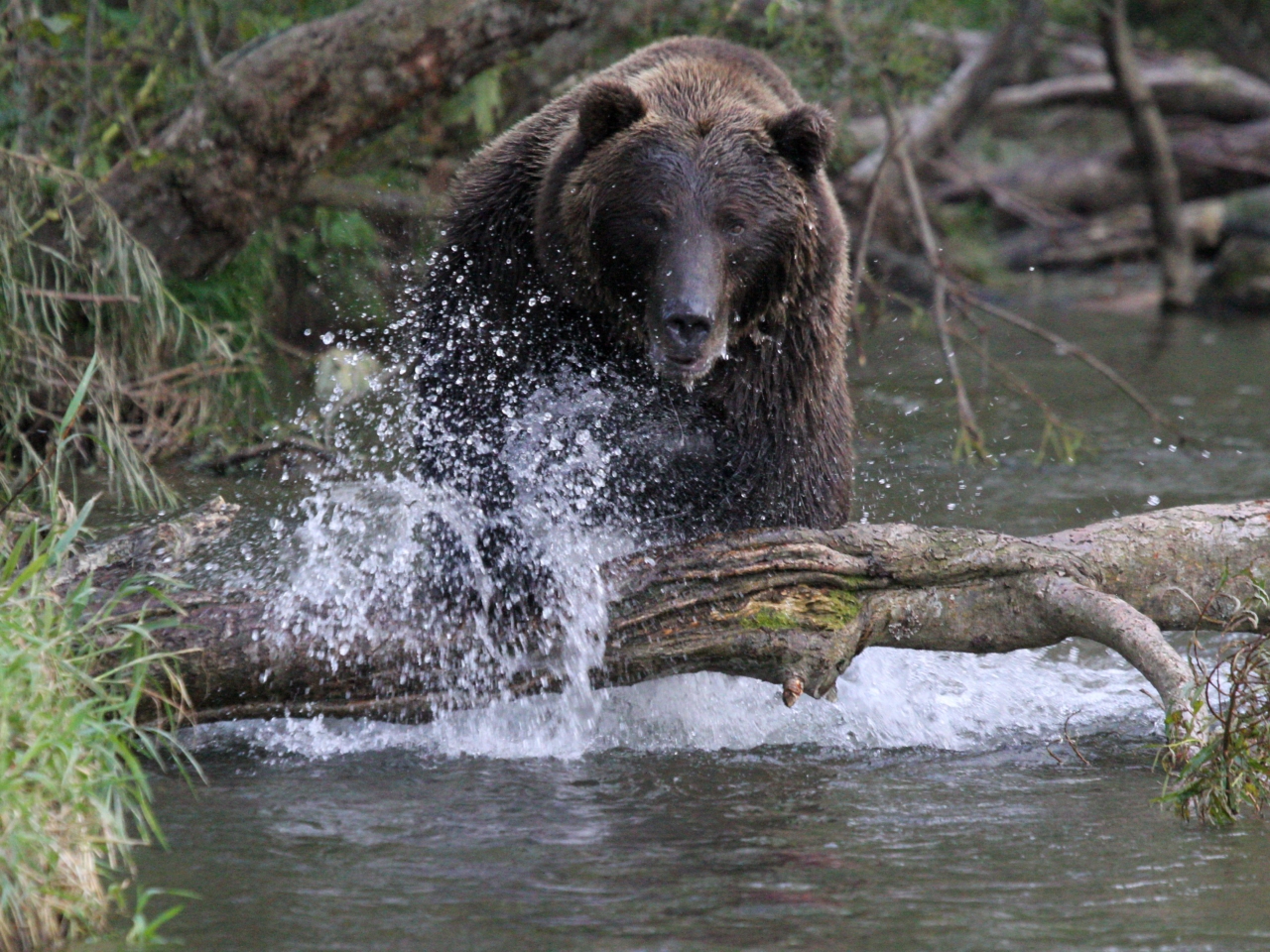 fishing bear