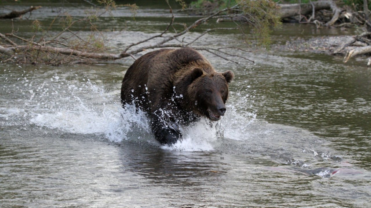 fishing bear