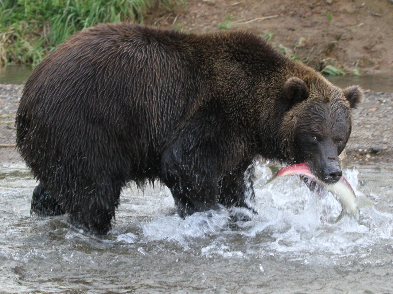 fishing bear