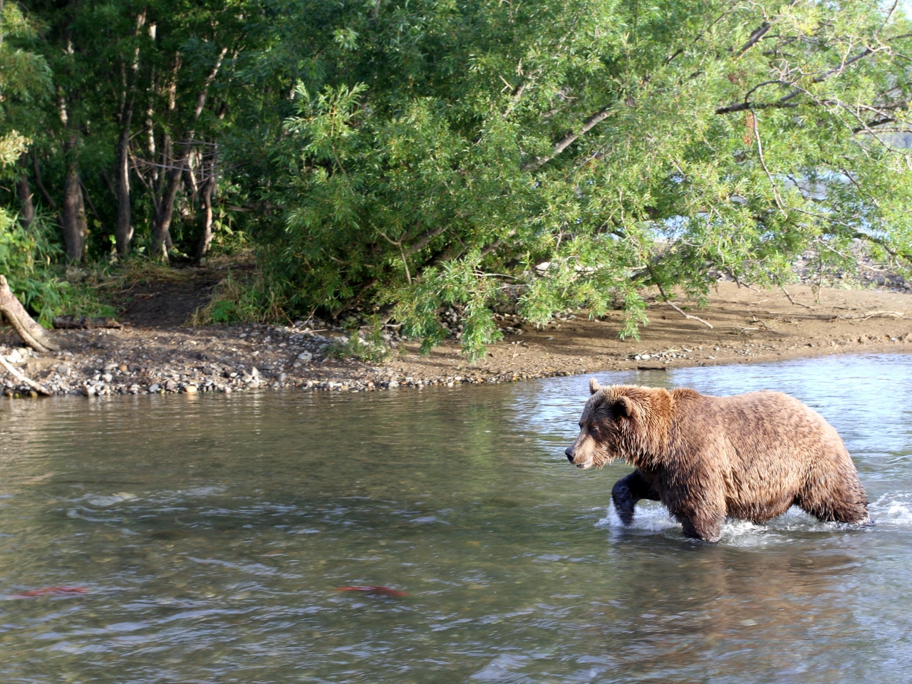fishing bear