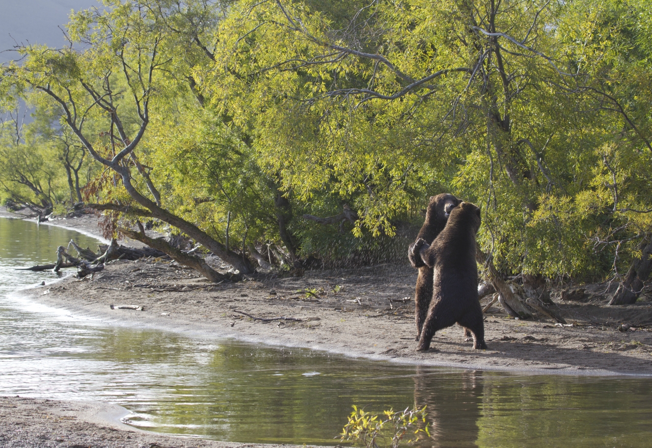 fishing bear