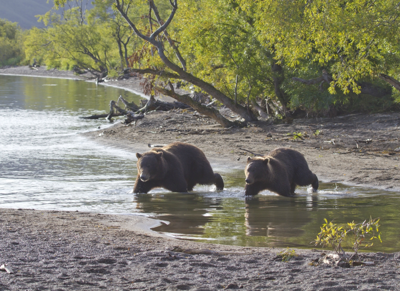 fishing bear
