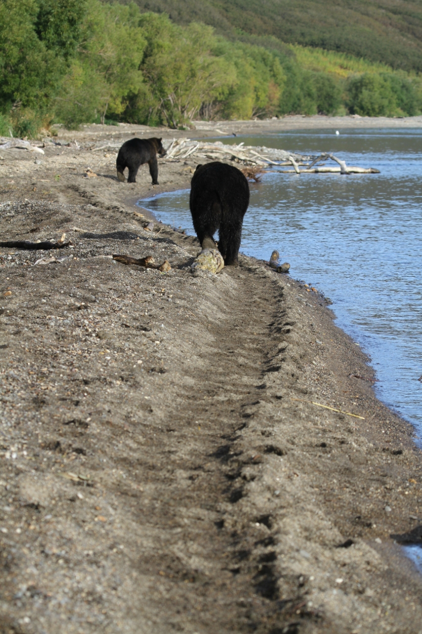 fishing bear