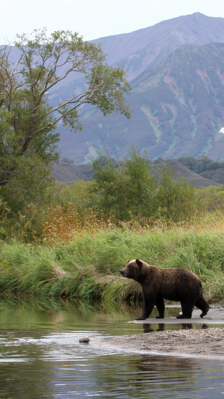 fishing bear