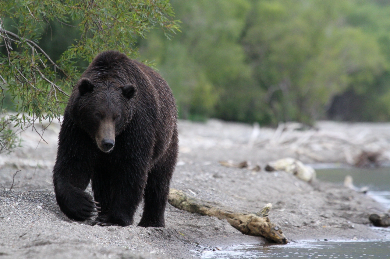 fishing bear