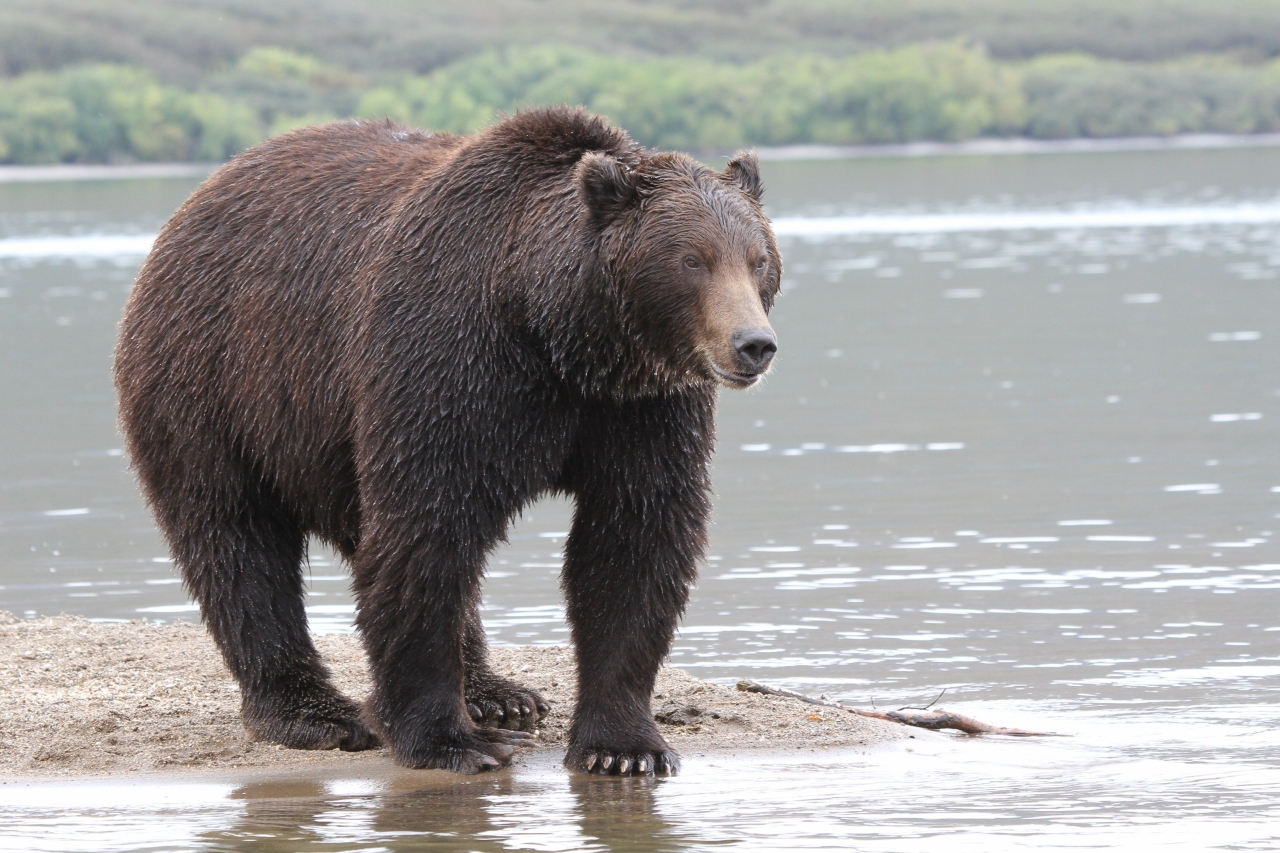 fishing bear