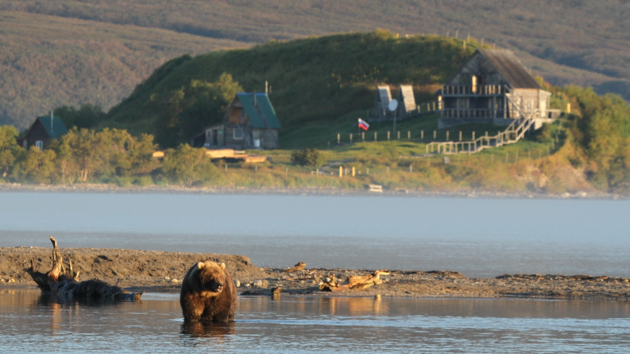 fishing bear