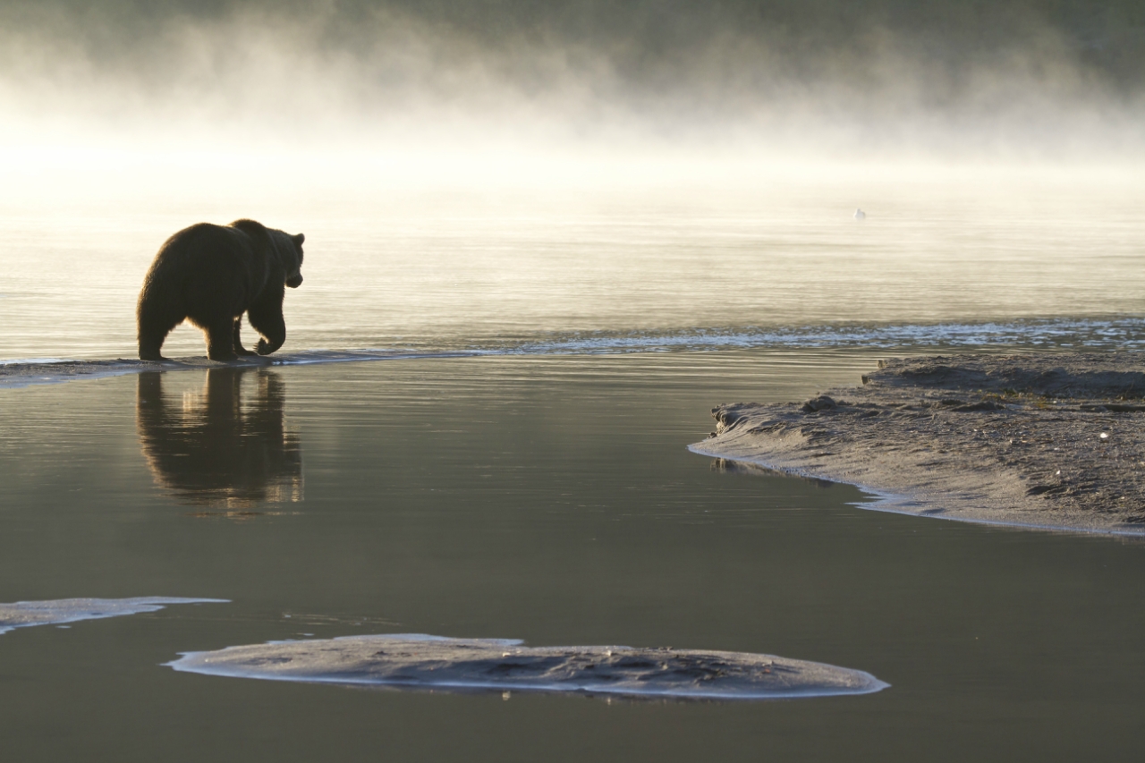 fishing bear