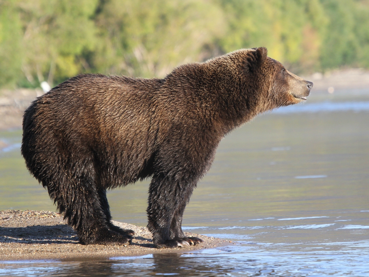 fishing bear