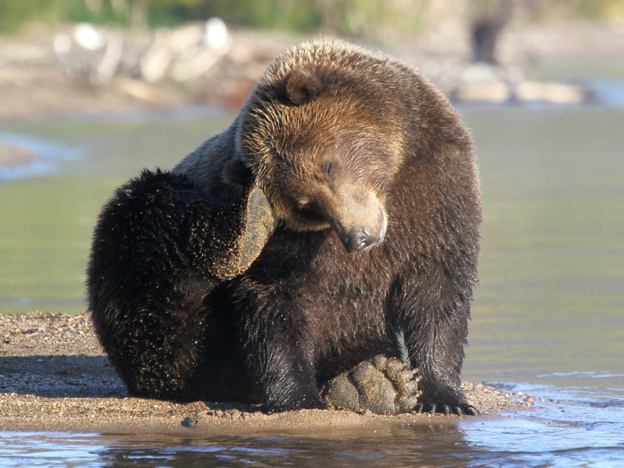 fishing bear