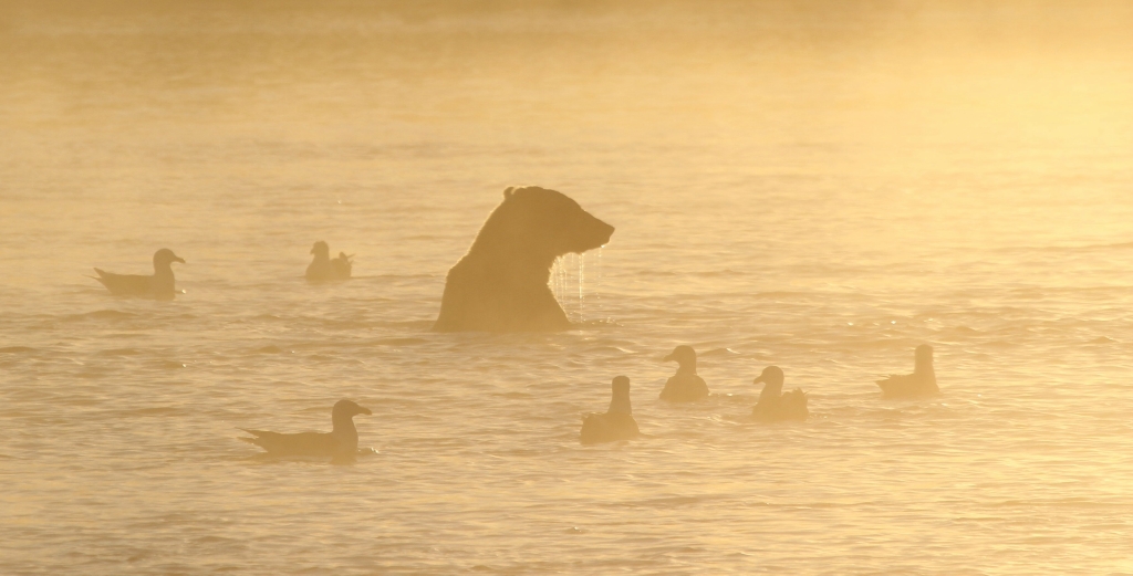 fishing bear