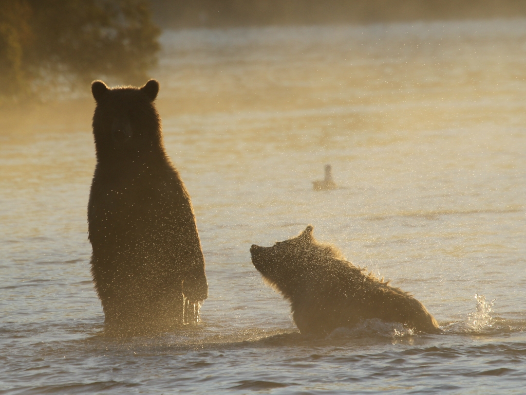 fishing bear