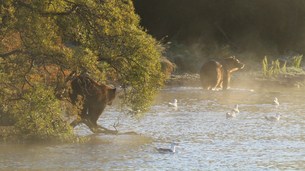 fishing bear