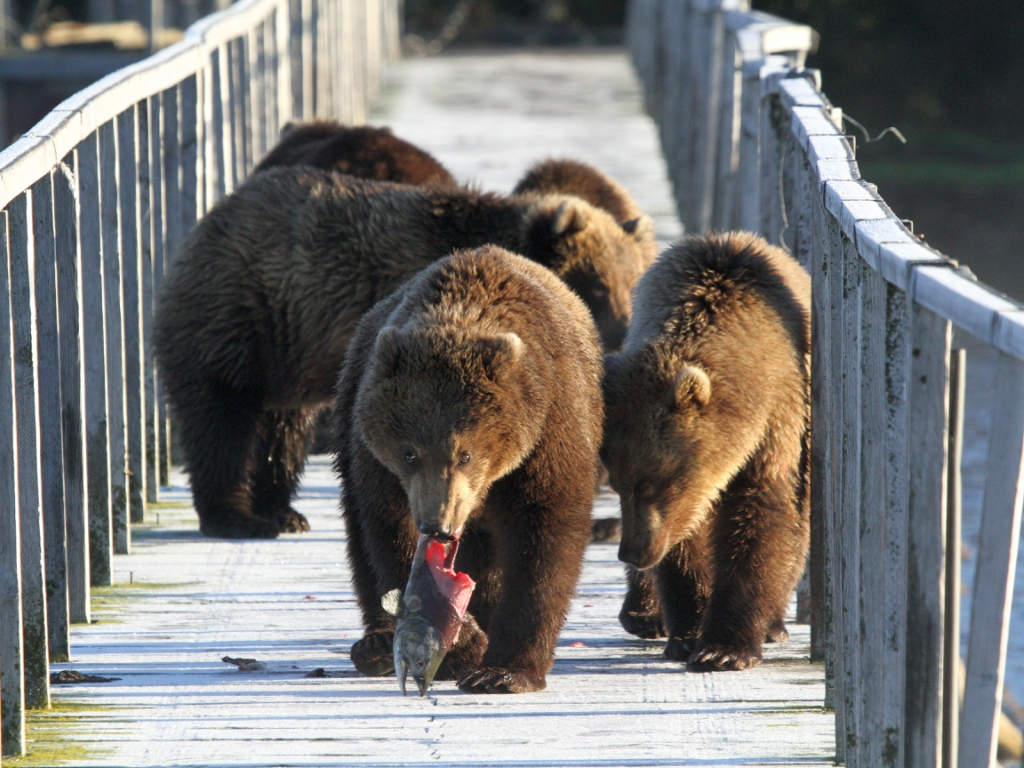 fishing bear