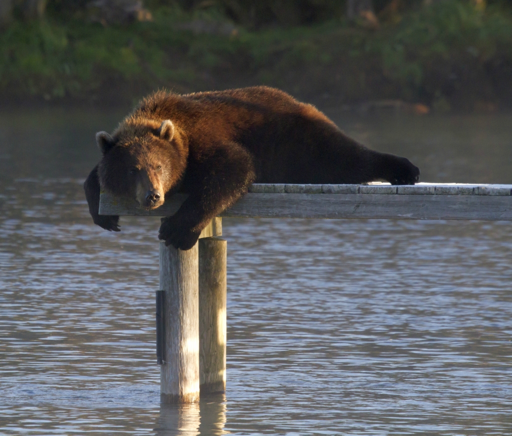 fishing bear