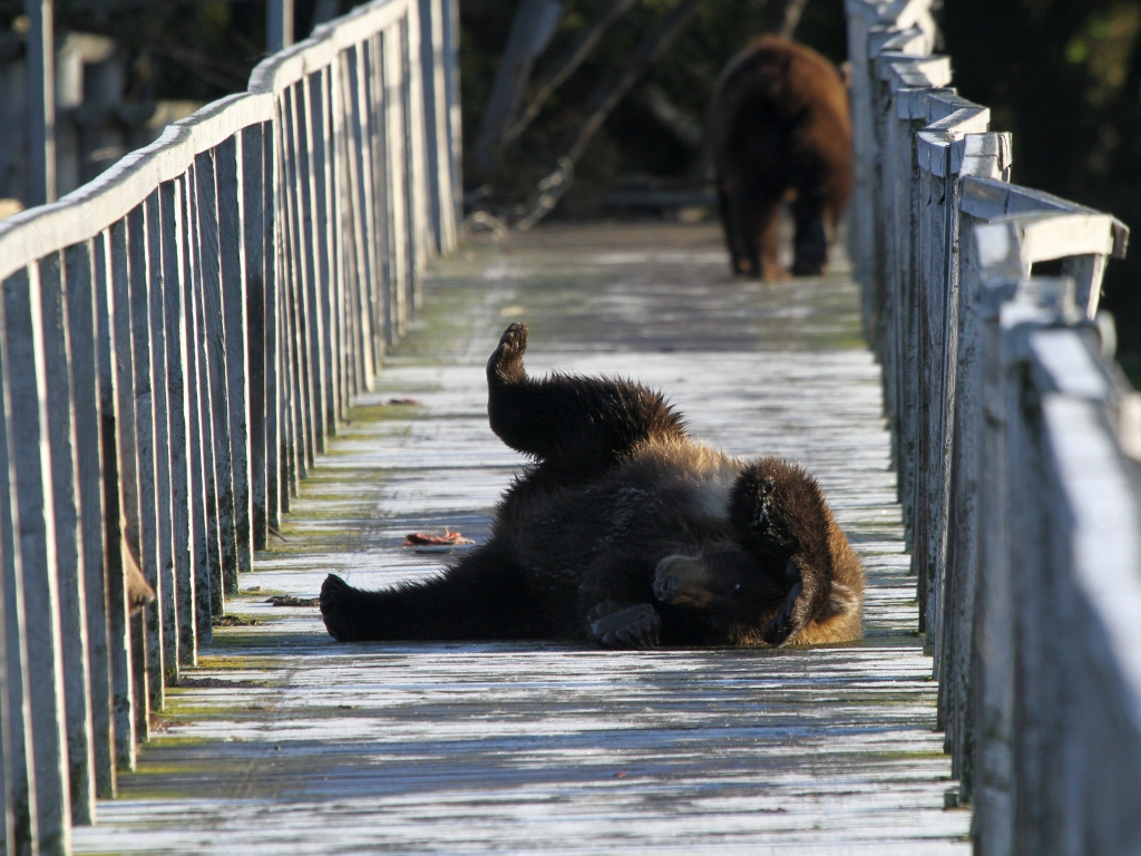 fishing bear