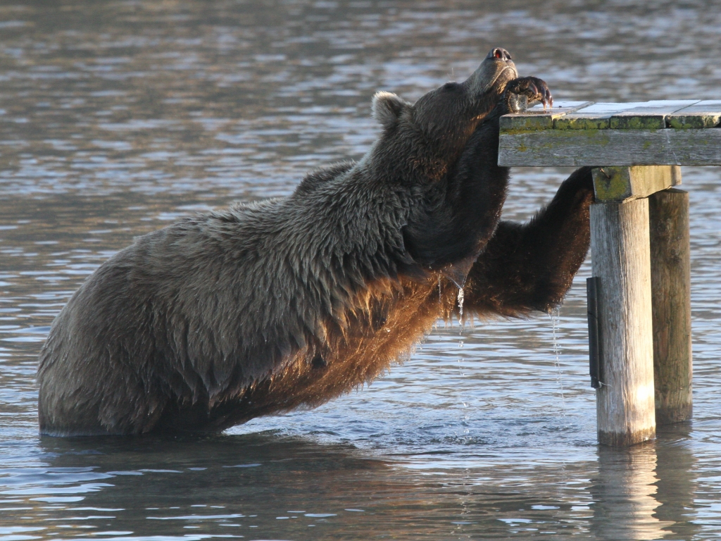 fishing bear