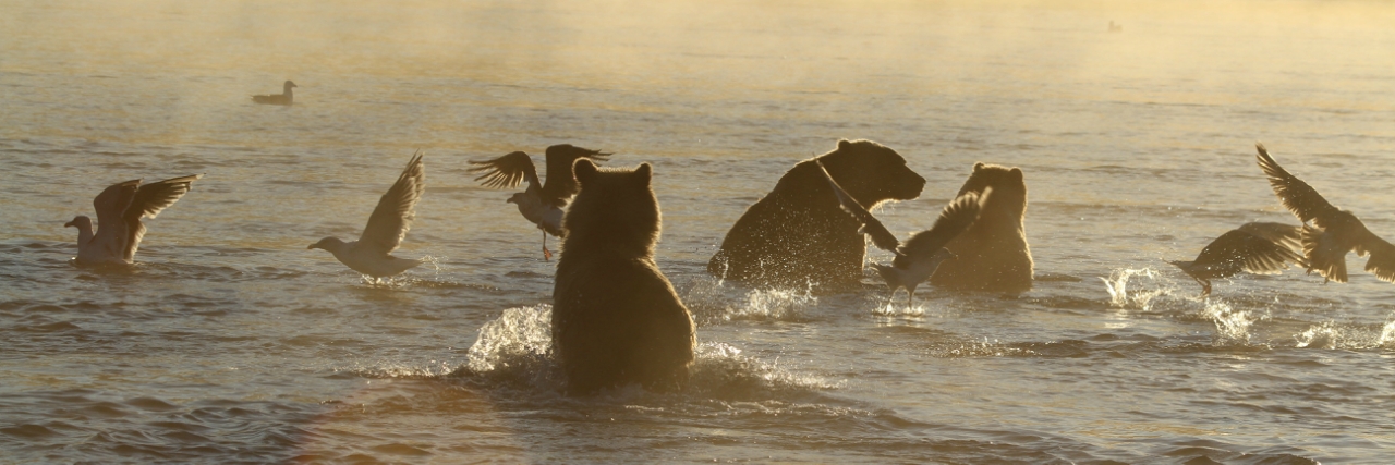 fishing bear