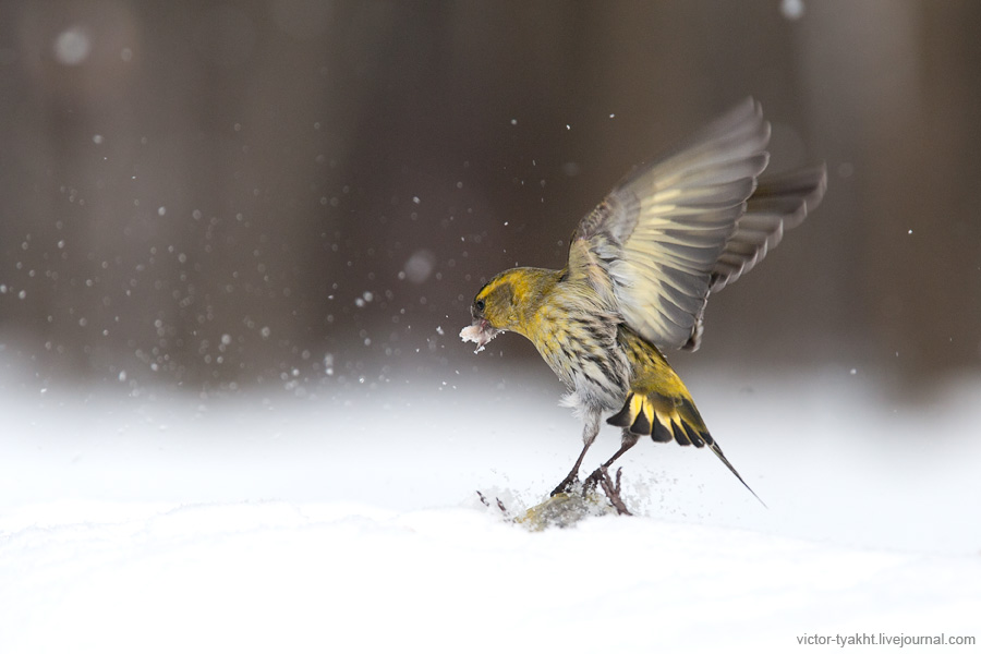 11_Siskins_7899_900_LJ 11_Siskins_7899_900_LJ