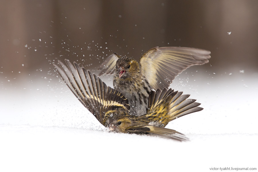01_Siskins_7914_900_LJ 01_Siskins_7914_900_LJ