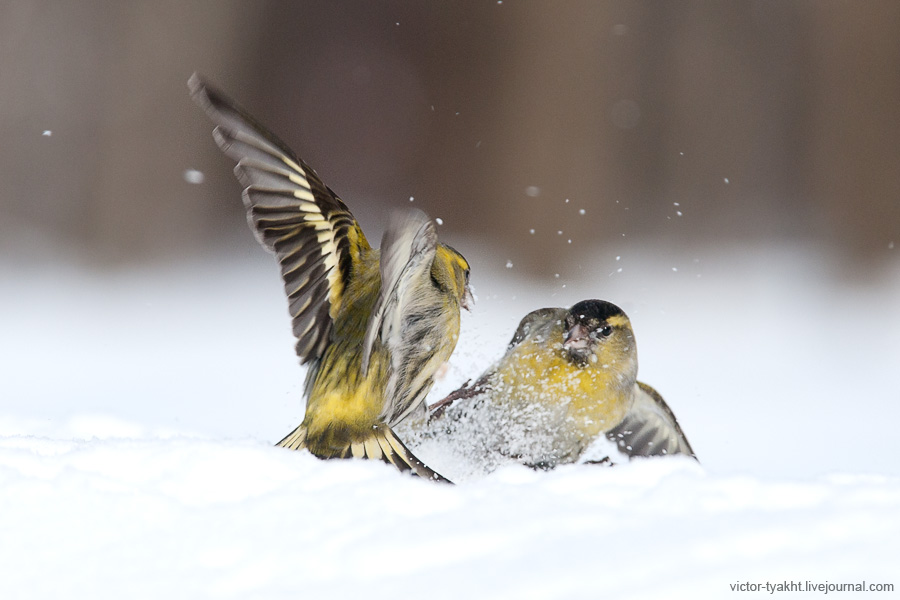 02_Siskins_7993_900_LJ 02_Siskins_7993_900_LJ