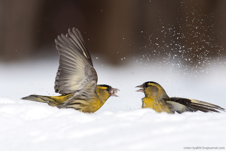 03_Siskins_7994_900_LJ 03_Siskins_7994_900_LJ